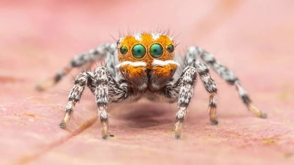 Úc tìm ra loài nhện mới: Trông giống cá hề lại còn biết nhảy múa