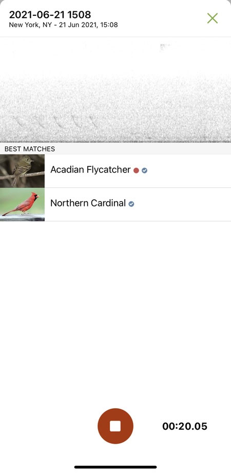 Ứng dụng Shazam cho chim nhận diện tiếng hót với độ chính xác không tưởng