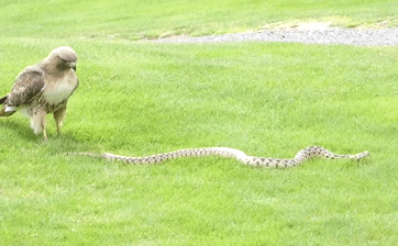 Ưng đuôi lửa đối đầu rắn khủng hung dữ trên bãi cỏ xanh, con nào sẽ thắng?