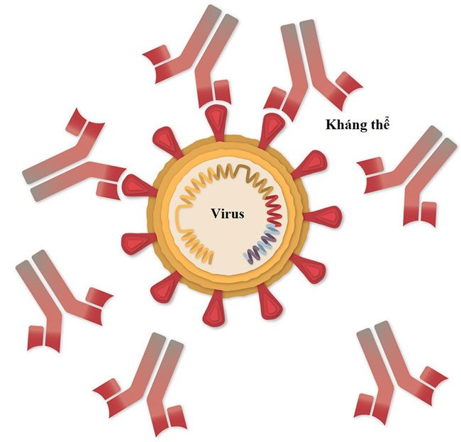 Vaccine Covid-19 của Pfizer hoạt động như thế nào?