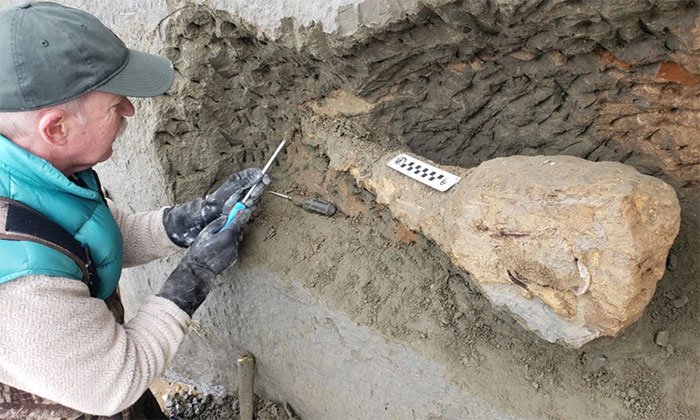 Vách đá xói mòn để lộ hóa thạch 15 triệu năm tuổi