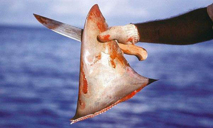Vây cá mập được ví như thuốc bổ thượng hạng, xa xỉ nhưng có thực sự tốt?