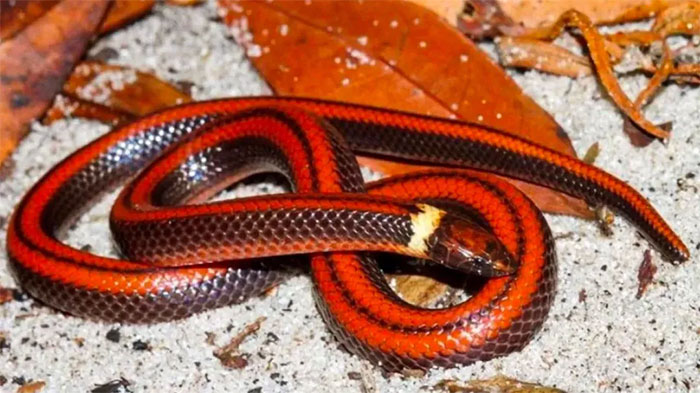 Vẻ đẹp rực lửa của loài rắn đào hang chỉ còn 3 cá thể duy nhất