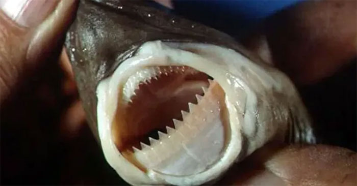 Vết cắn tròn xoe kỳ lạ và tinh vi trên cơ thể cá ngừ, thủ phạm hóa ra là con quái vật này