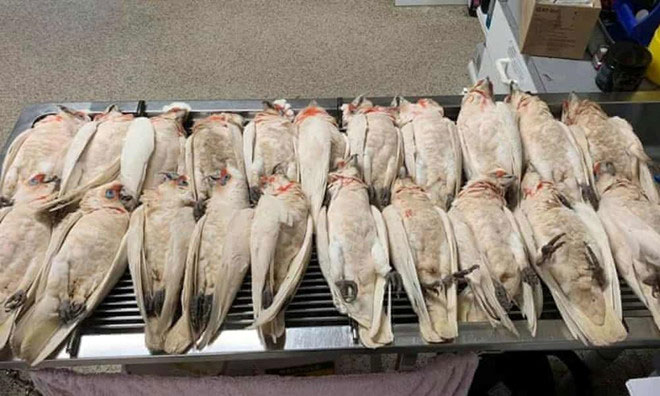 Vẹt mào trắng rơi xuống như mưa và chết hàng loạt ở Australia