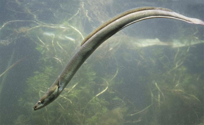 Vì môi trường giới khoa học kêu gọi châu Âu ngừng ăn lươn
