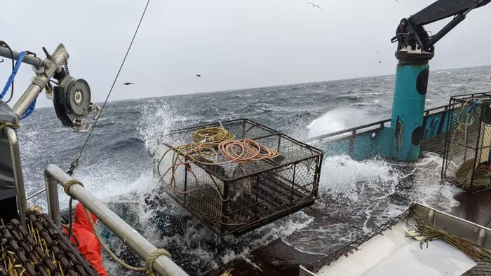 Vì sao Alaska gấp rút hủy mùa đánh bắt cua tuyết?