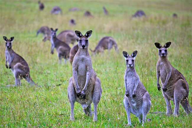 Vì sao Australia kêu gọi người dân giết kangaroo và lấy thịt?