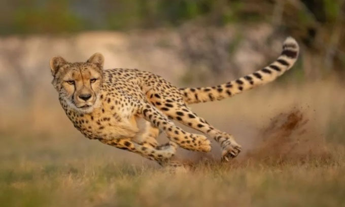 Vì sao báo săn là động vật nhanh nhất hành tinh?