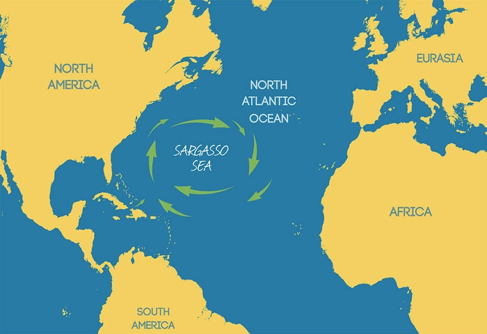 Vì sao biển Sargasso được các nhà khoa học gọi là biển nghĩa địa?