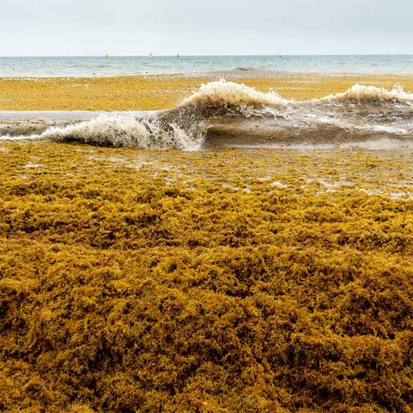 Vì sao biển Sargasso được các nhà khoa học gọi là biển nghĩa địa?