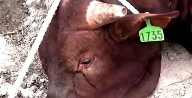 Vì sao bò lại rơi nước mắt khi bị giết thịt? Nghe lời giải thích của các chuyên gia, nhiều người không khỏi ớn lạnh!