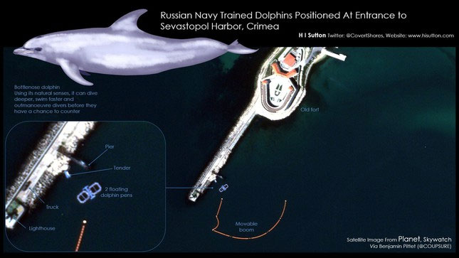 Vì sao cá heo được Nga triển khai bảo vệ căn cứ quan trọng giữa cuộc chiến với Ukraine?
