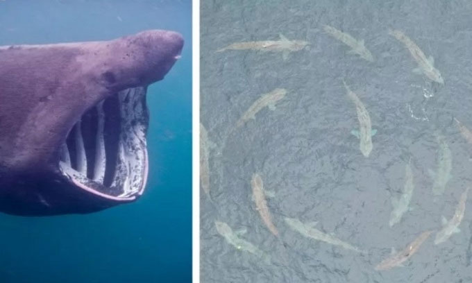 Vì sao cá mập phơi khổng lồ lại bơi theo xoáy tròn?