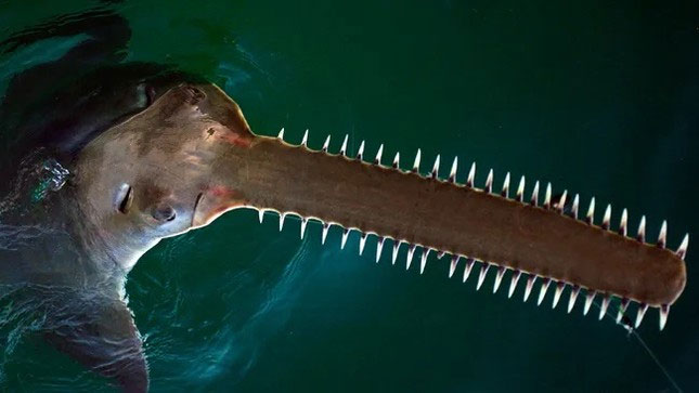 Vì sao cá mỏ răng cưa đối mặt với nguy cơ tuyệt chủng?