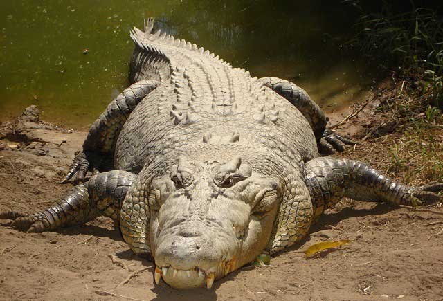 Vì sao cá sấu có thể làm thịt kẻ thù ngay cả khi ngủ?
