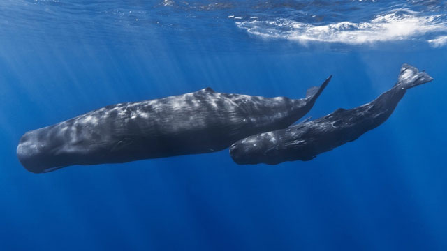 Vì sao cá voi có khả năng lặn sâu hơn tàu ngầm hạt nhân?