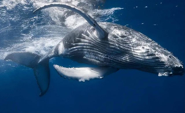 Vì sao cá voi có khả năng lặn sâu hơn tàu ngầm hạt nhân?