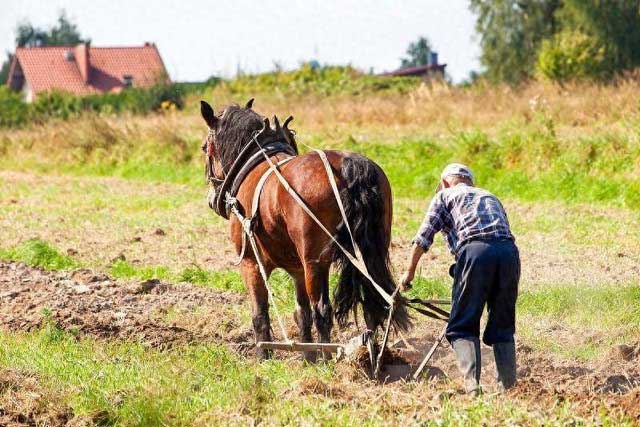 Vì sao châu Âu thích cày xới đất bằng ngựa, trong khi châu Á cày xới nó bằng trâu bò?