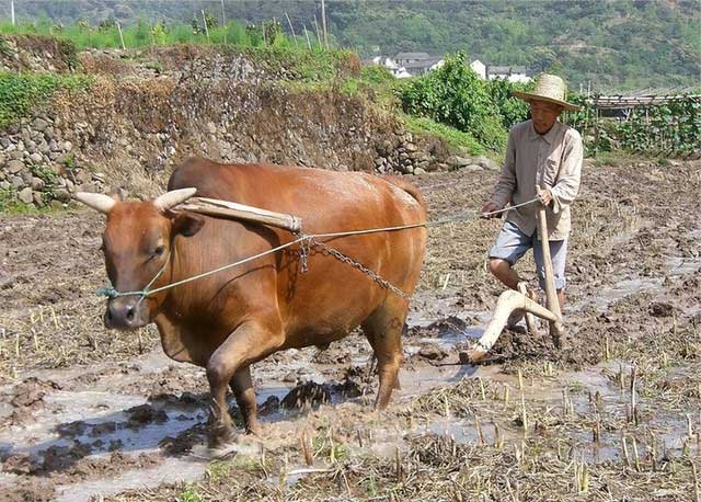 Vì sao châu Âu thích cày xới đất bằng ngựa, trong khi châu Á cày xới nó bằng trâu bò?