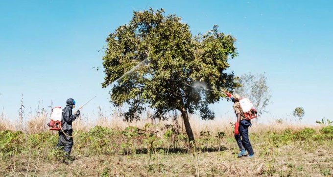 Vì sao châu chấu sa mạc không thể diệt?