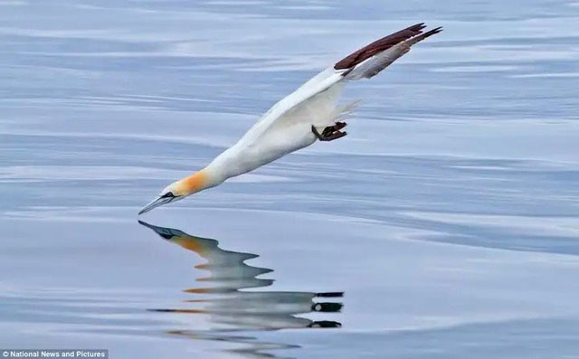 Vì sao chim điên có thể lao thẳng xuống dưới nước với tốc độ 86km/h mà không bị gãy cổ?