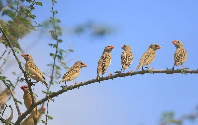 Vì sao chim sẻ Quelia mỏ đỏ lại được coi là kẻ hủy diệt của lục địa châu Phi?