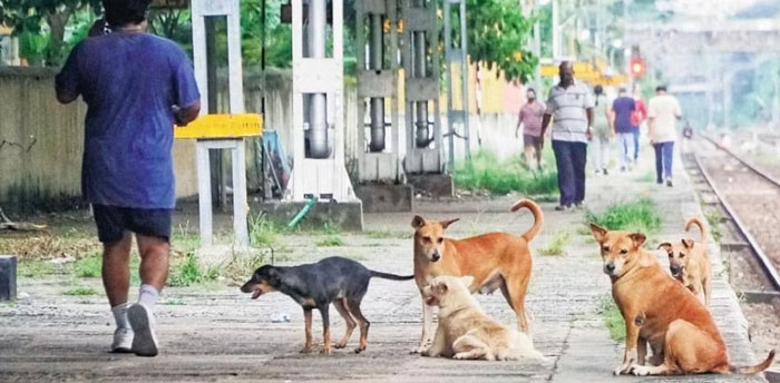 Vì sao chó bỗng trở thành mối nguy hại mới tại Ấn Độ?