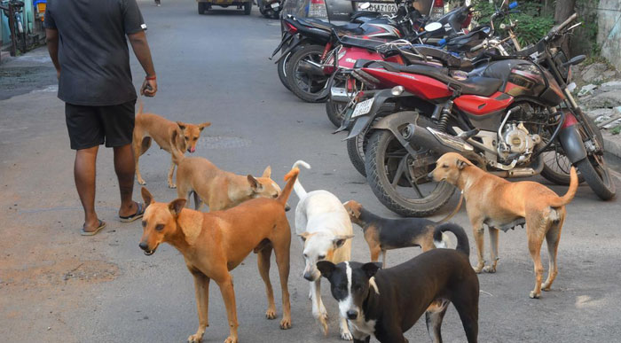 Vì sao chó bỗng trở thành mối nguy hại mới tại Ấn Độ?