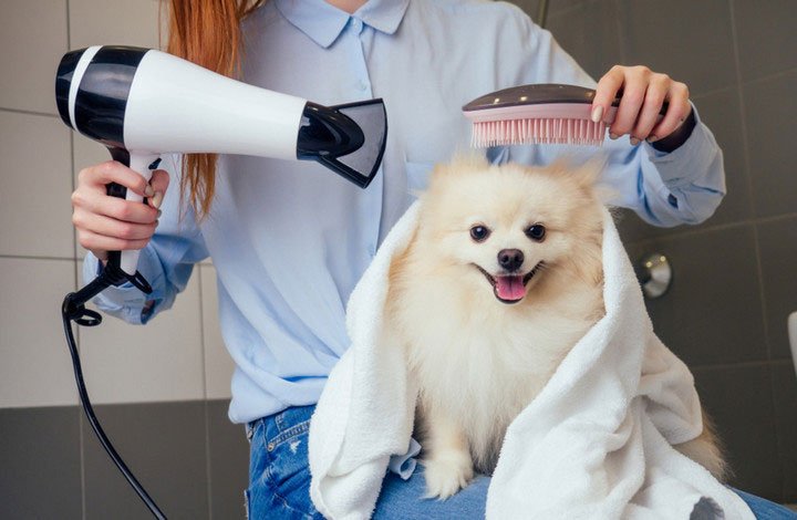 Vì sao chó thường bốc mùi khi lông bị ướt?