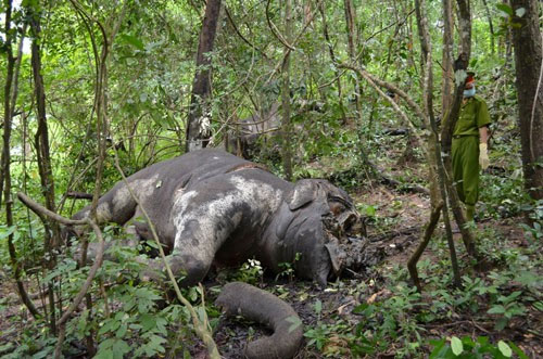Vì sao chúng ta không bao giờ nhìn thấy xác voi trong rừng?
