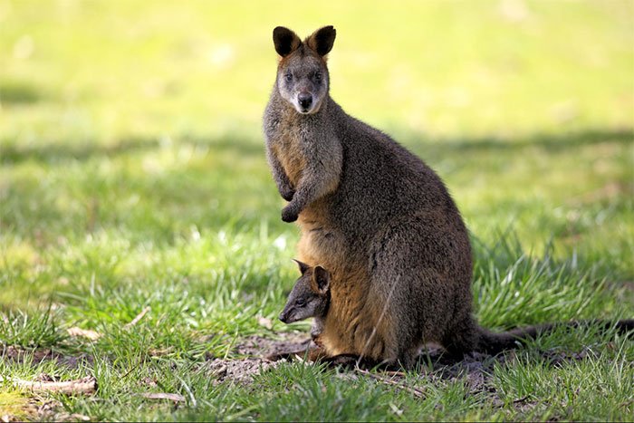 Vì sao chuột túi Wallaby mang thai suốt cả tuổi trẻ?