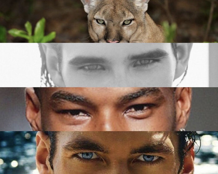 Vì sao con người lại sở hữu đôi mắt của những kẻ săn mồi hàng đầu?