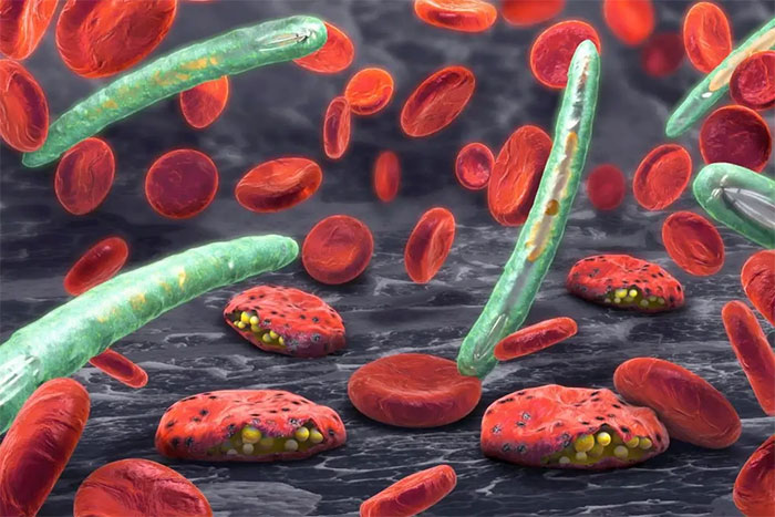 Vì sao đến nay bệnh sốt rét vẫn tồn tại?