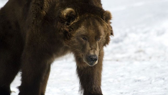 Vì sao gấu không thể ngủ đông, lang thang khắp Siberia ?