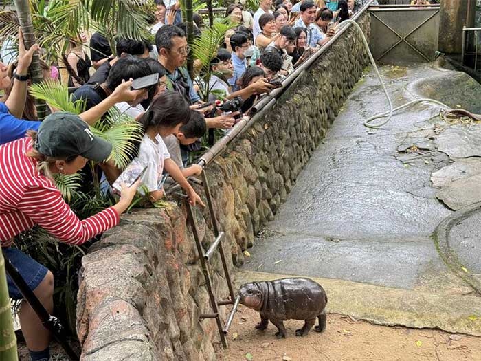 Vì sao hà mã Moo Deng trở thành hiện tượng mạng gây sốt?