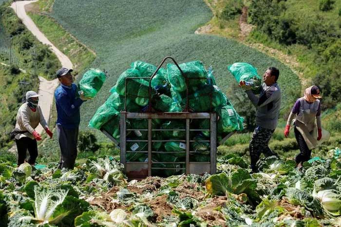 Vì sao Hàn Quốc có nguy cơ thiếu kim chi?