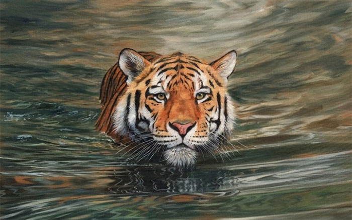 Vì sao hổ không sợ nước, rất thích bơi và bơi giỏi?