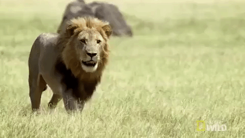 Vì sao hổ và sư tử luôn né đụng mặt với khỉ đột?