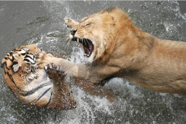 Vì sao hổ và sư tử luôn né đụng mặt với khỉ đột?