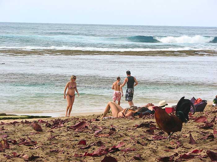 Vì sao Kauai của Hawaii lại được mệnh danh là đảo gà?