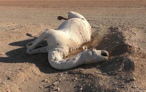 Vì sao không được phép chạm vào xác lạc đà chết trong sa mạc?