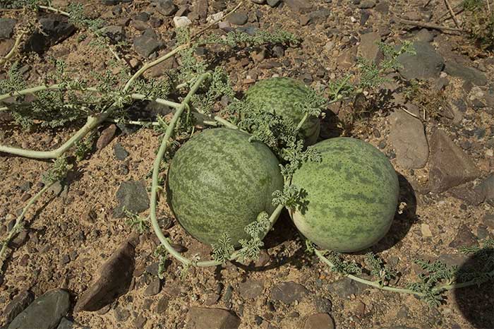 Vì sao không phải ai cũng có thể ăn dưa hấu mọc giữa sa mạc?