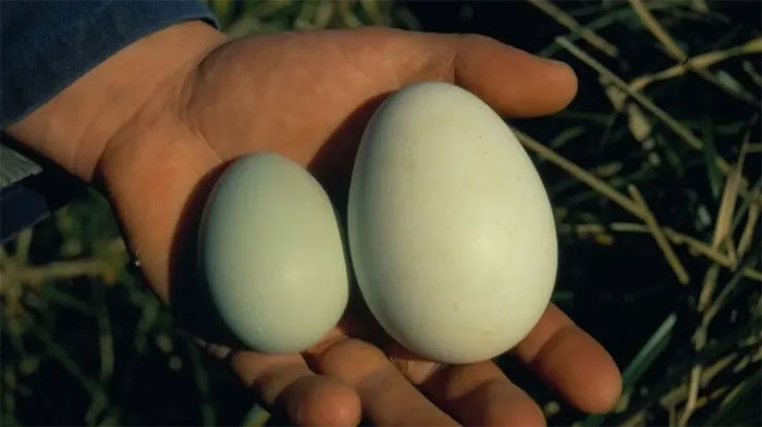 Vì sao loài chim này đẻ 2 quả trứng, nhưng luôn bỏ 1?