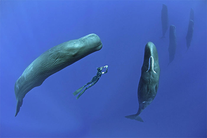 Vì sao loài động vật có mũi thở như cá voi lại ngủ được dưới nước?