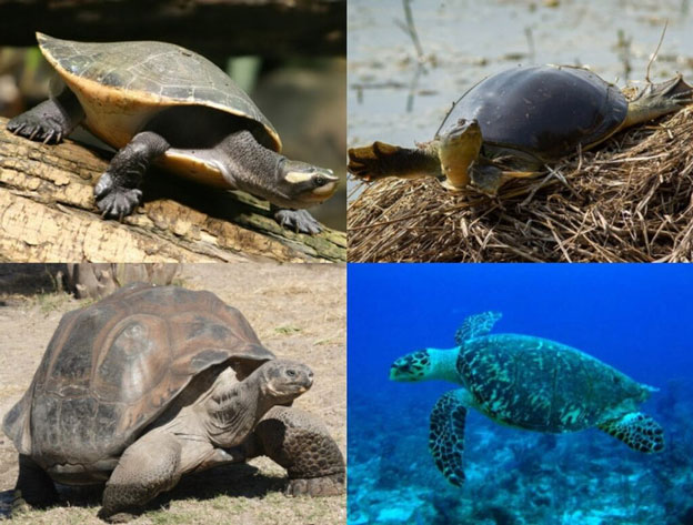 Vì sao loài rùa có mai?