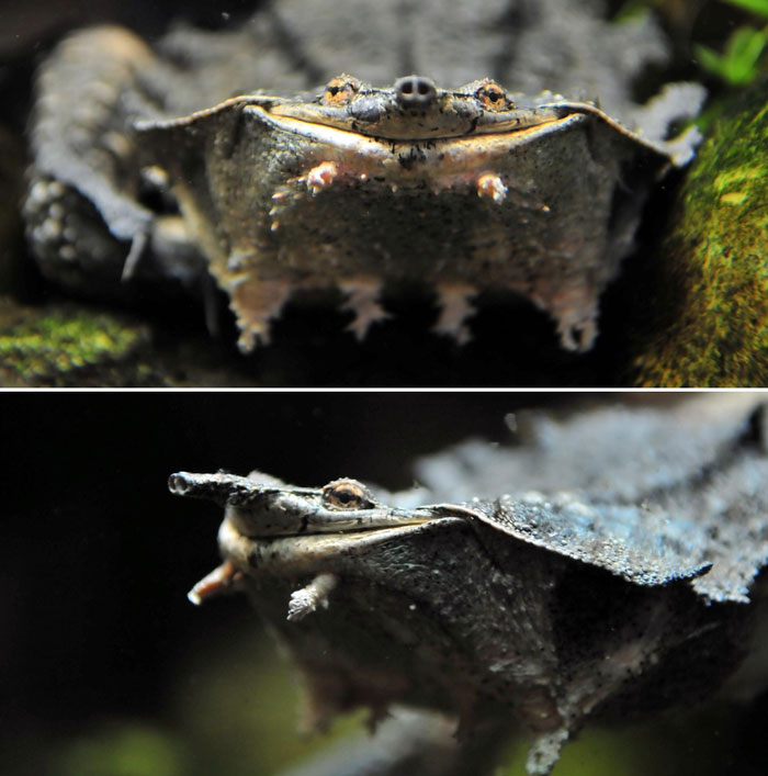 Vì sao loài rùa kỳ quặc này luôn nở nụ cười trên môi?