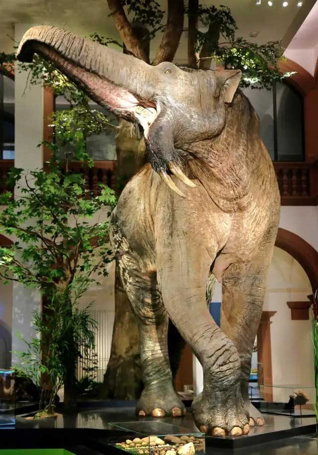 Vì sao loài voi cổ đại Deinotherium lại có những chiếc ngà mọc ngược?