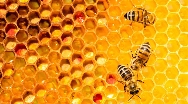 Vì sao mật ong có thời hạn sử dụng vĩnh viễn, không bao giờ hư hỏng?