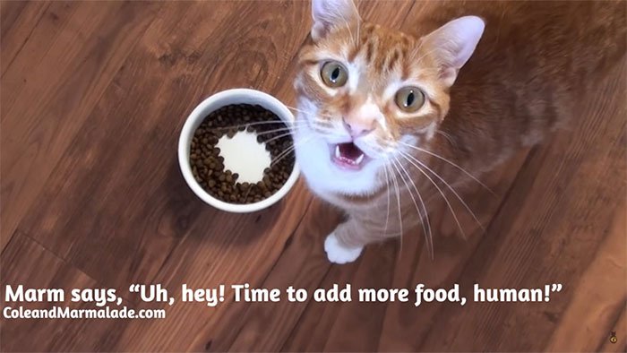 Vì sao mèo không chịu ăn khi bát đã lộ đáy dù vẫn còn thức ăn?